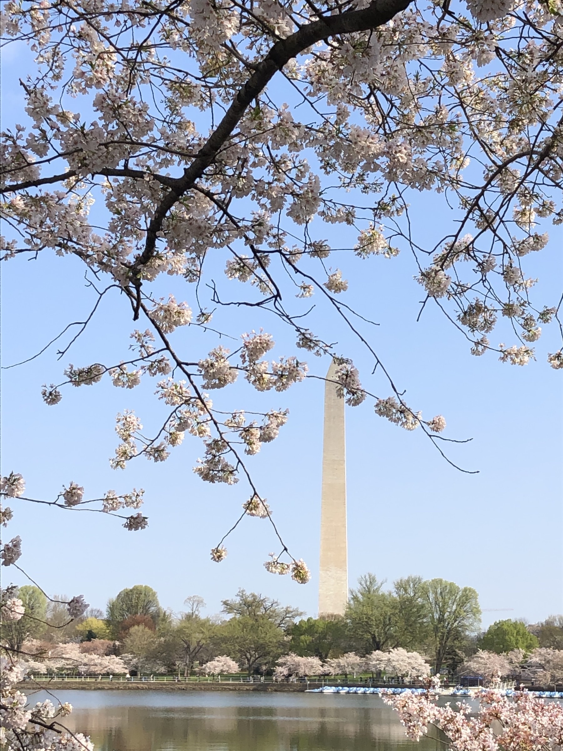 Washington DC Cherry Blossoms